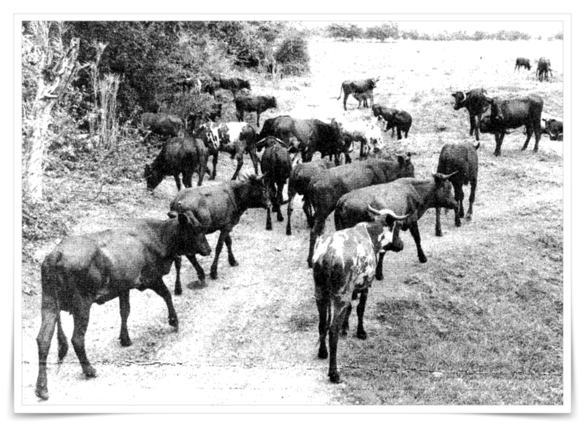 Her of cattle, Maputo province