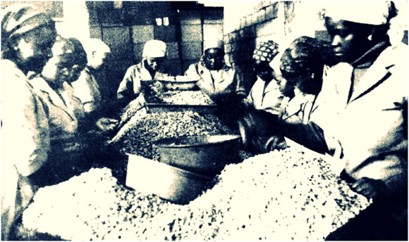 Women processing cashew, Mozambique, no date