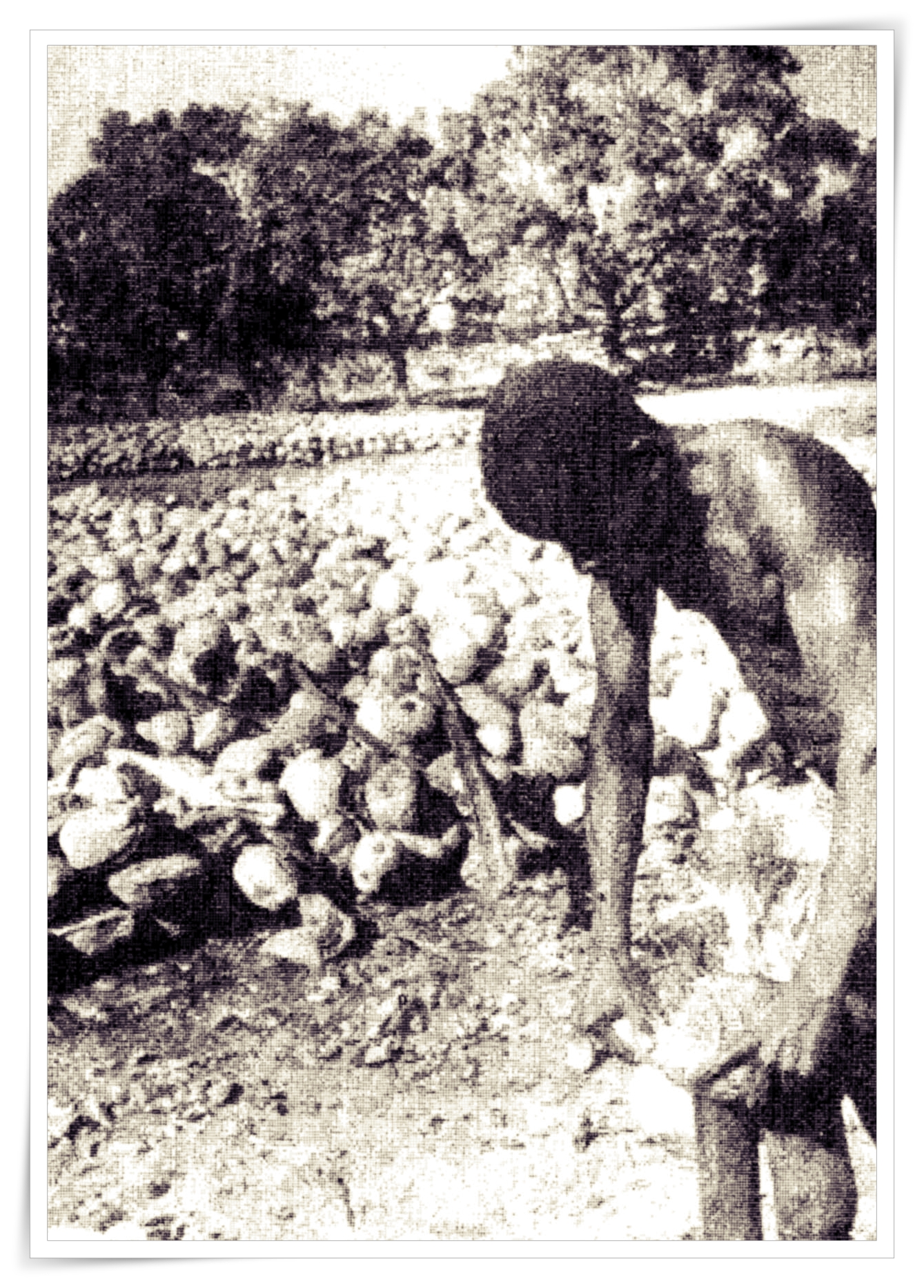 Worker with coconuts, Mozambique